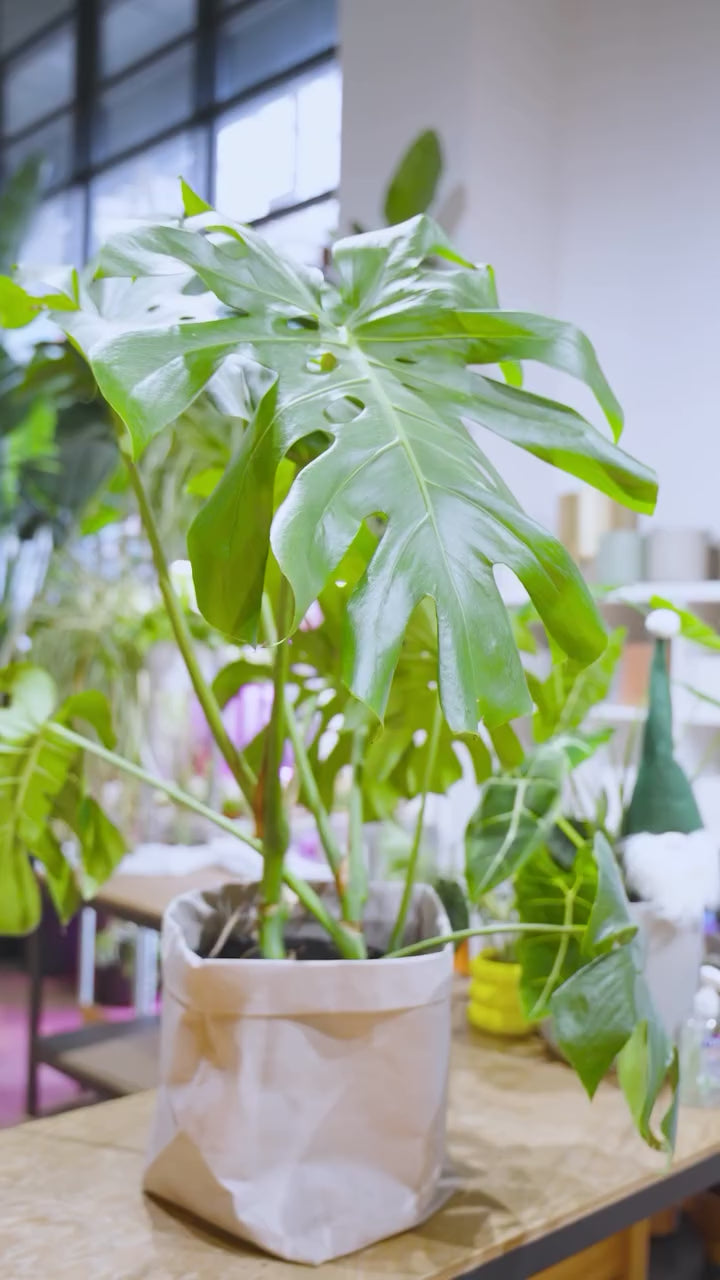 ASMR plant cleaning