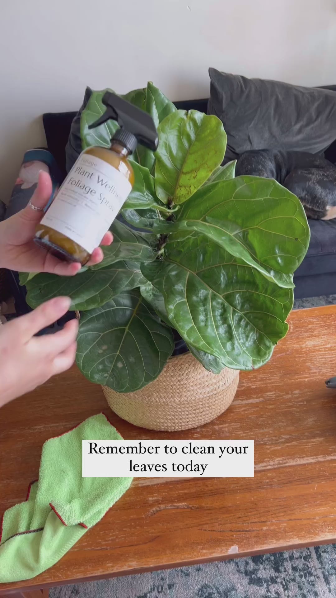 Clean your leaves