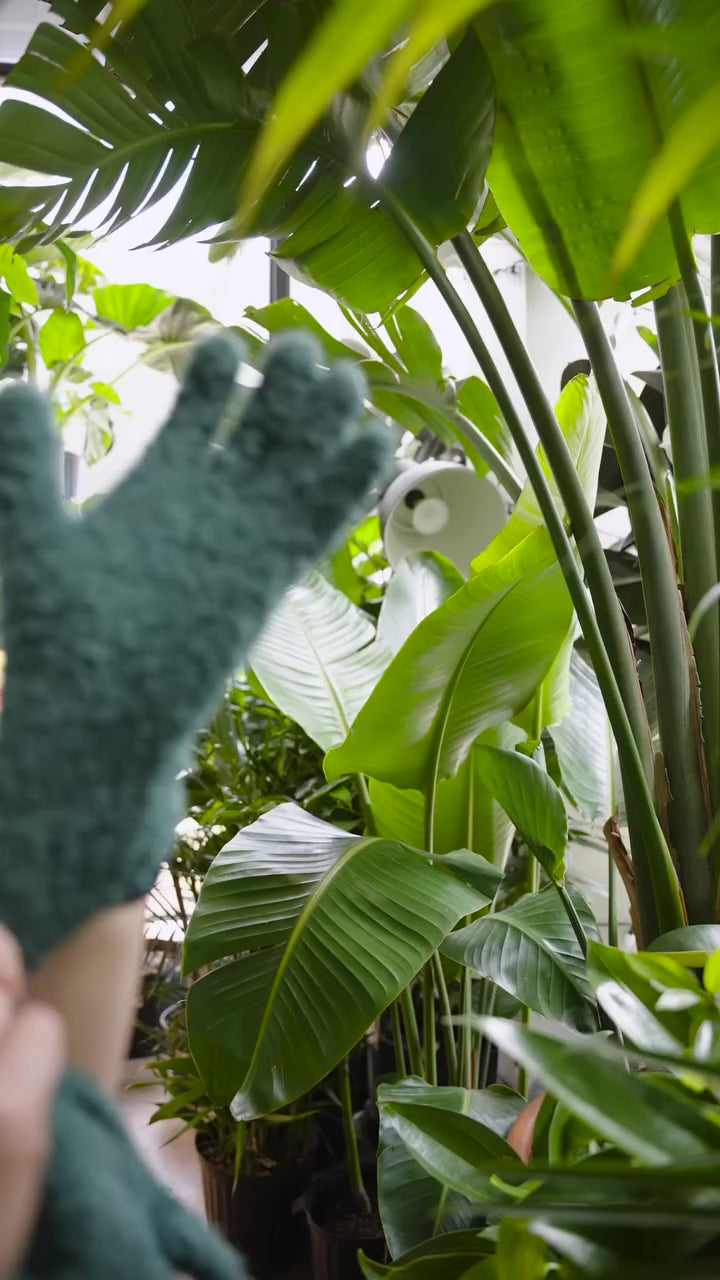 Your plant’s leaves are dirty